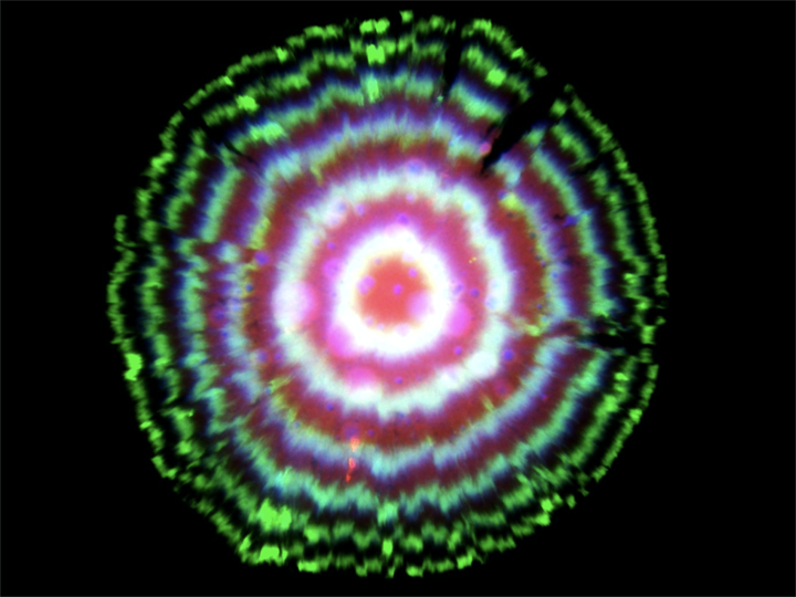 repressilator colony