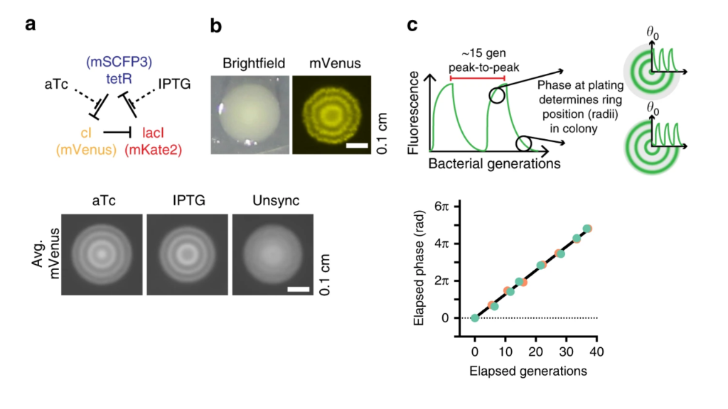 repressilator phase