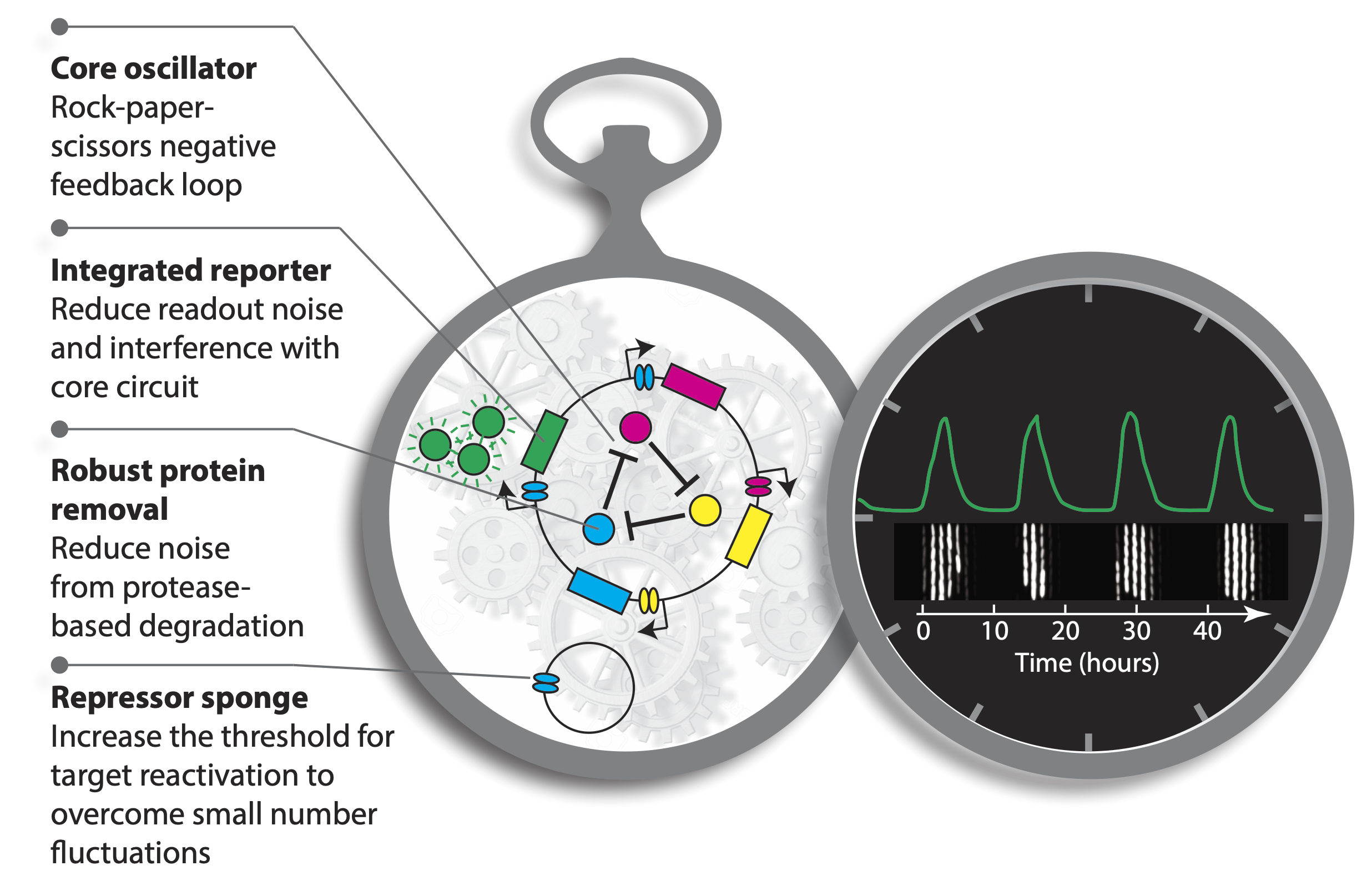 repressilator watch