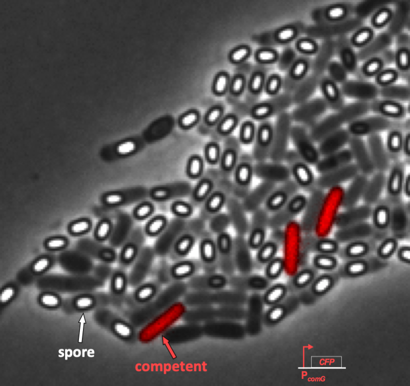 Bacillus heterogeneous
