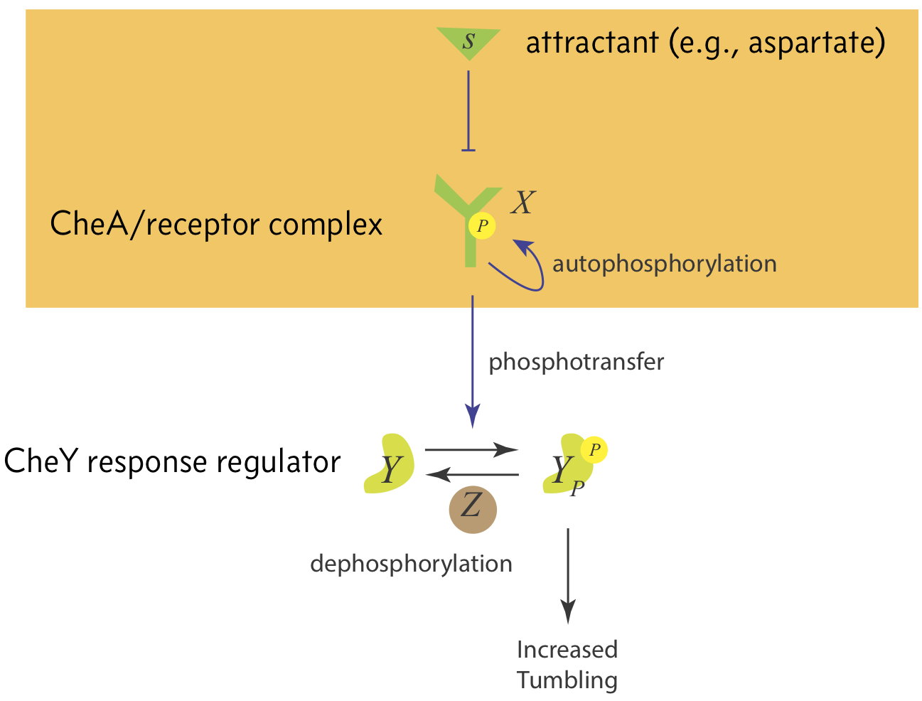 CheA system