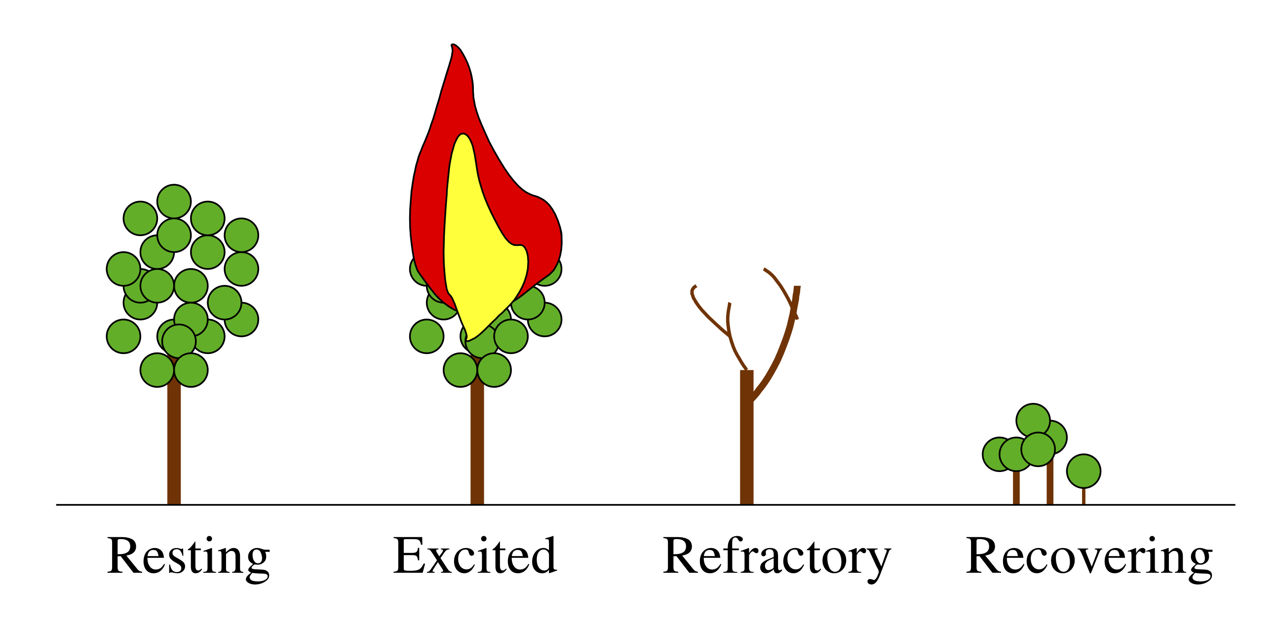 forest fires