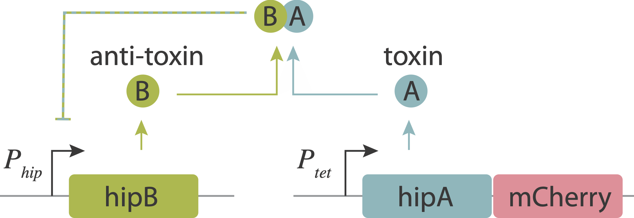 hipAB_partial_open_loop