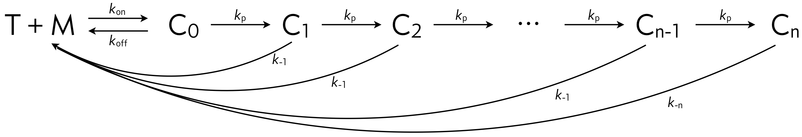 kinetic proofreading TCR
